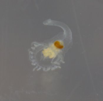 Media type: image;   Invertebrate Zoology 74256